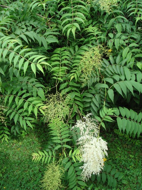 Sorbaria tomentosa